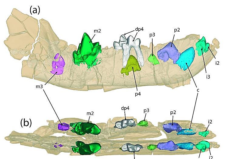 Imágenes de CT Scan de la mandíbula de Prodissopsalis jimenezi del yacimiento de La Solana (Mazaterón, Soria), mostrando el cuarto premolar de leche (dp4) y los incisivos (i), canino (c), premolares (p) y molares (m) definitivos en diferentes estados de erupción