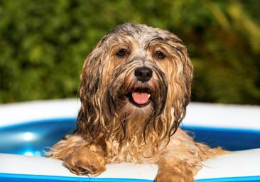 Cómo ayudar a tu mascota a combatir las altas temperaturas