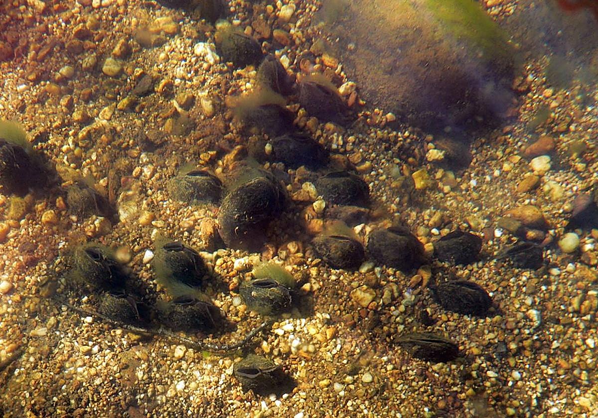 Ejemplares del mejillón de río.