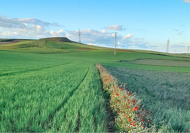 La foto ganadora del concurso Garrido al Natural muestra las tierras de cultivo y plantas silvestres al otro lado de la vía del tren.