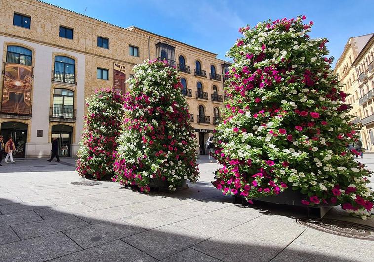 El Ayuntamiento de Salamanca coloca más de 40.000 nuevas plantas de flor