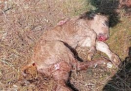 El ternero muerto de Bañobárez.