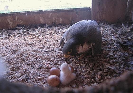 Polluelos de halcón en Salamanca.