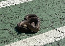 La culebra de escalera encontrada en el campus universitario.