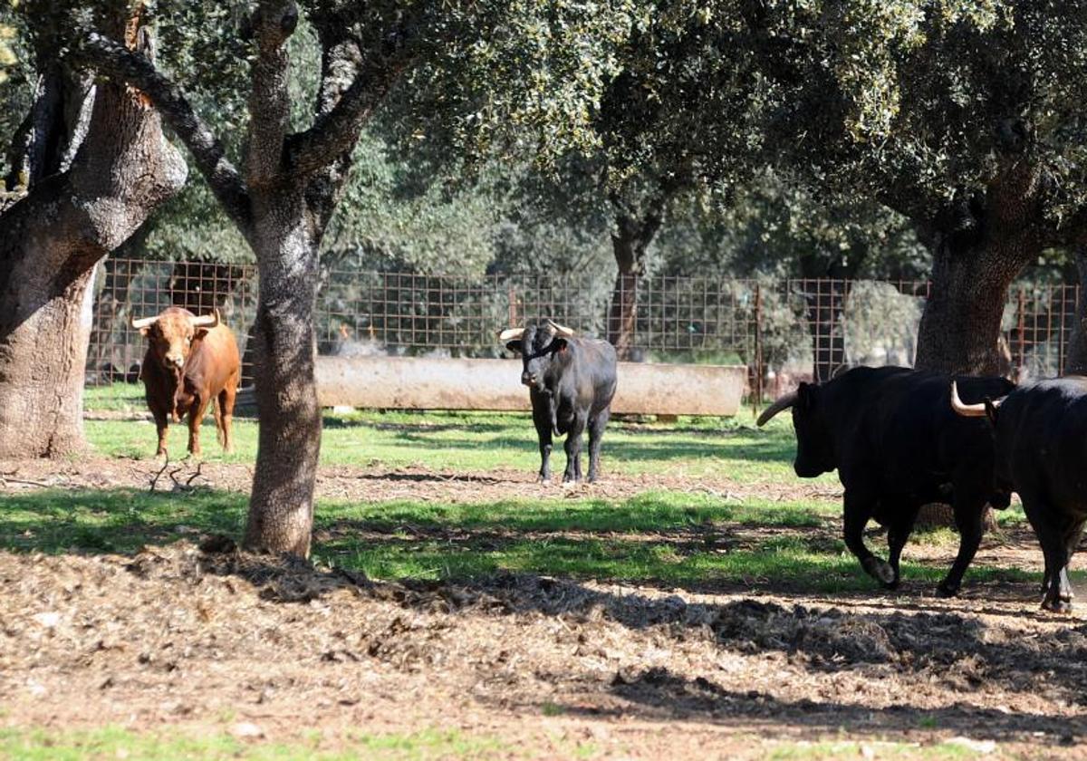 Toros bravos en un finca de Salamanca.