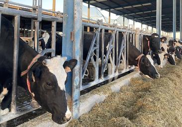 200.000 euros al día en riesgo en Salamanca por las restricciones al movimiento bovino