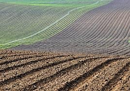 Superficie de cultivo.