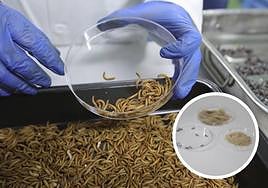Gusanos de la harina y derivados que se obtienen.