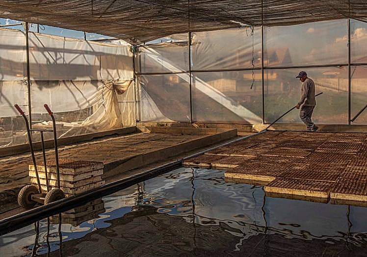 Fotografía titulada 'Semilleros'.