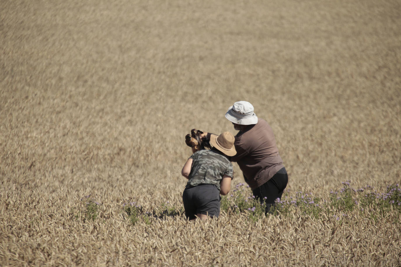 Los nidos y pollos de aguiluchos protegidos por voluntarios