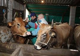Un veterinariotoma muestras a varias vacas de una explotación ganadera.