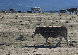 Las unidades veterinarias de Lumbrales, Ledesma y Guijuelo, a la orden de emergencia cinegética por riesgo de tuberculosis
