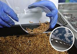 La factoría de Tebrio en Salamanca trabaja en la cría de gusanos.