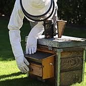 Las altas temperaturas y las lluvias a destiempo alteran la apicultura en Salamanca