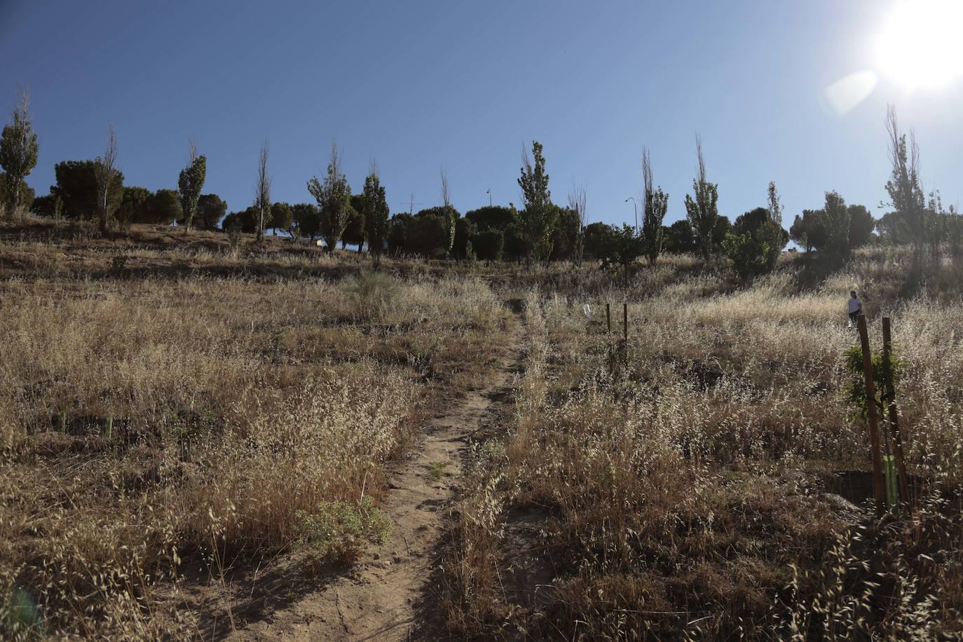 Al rescate de los árboles de El Zurguén