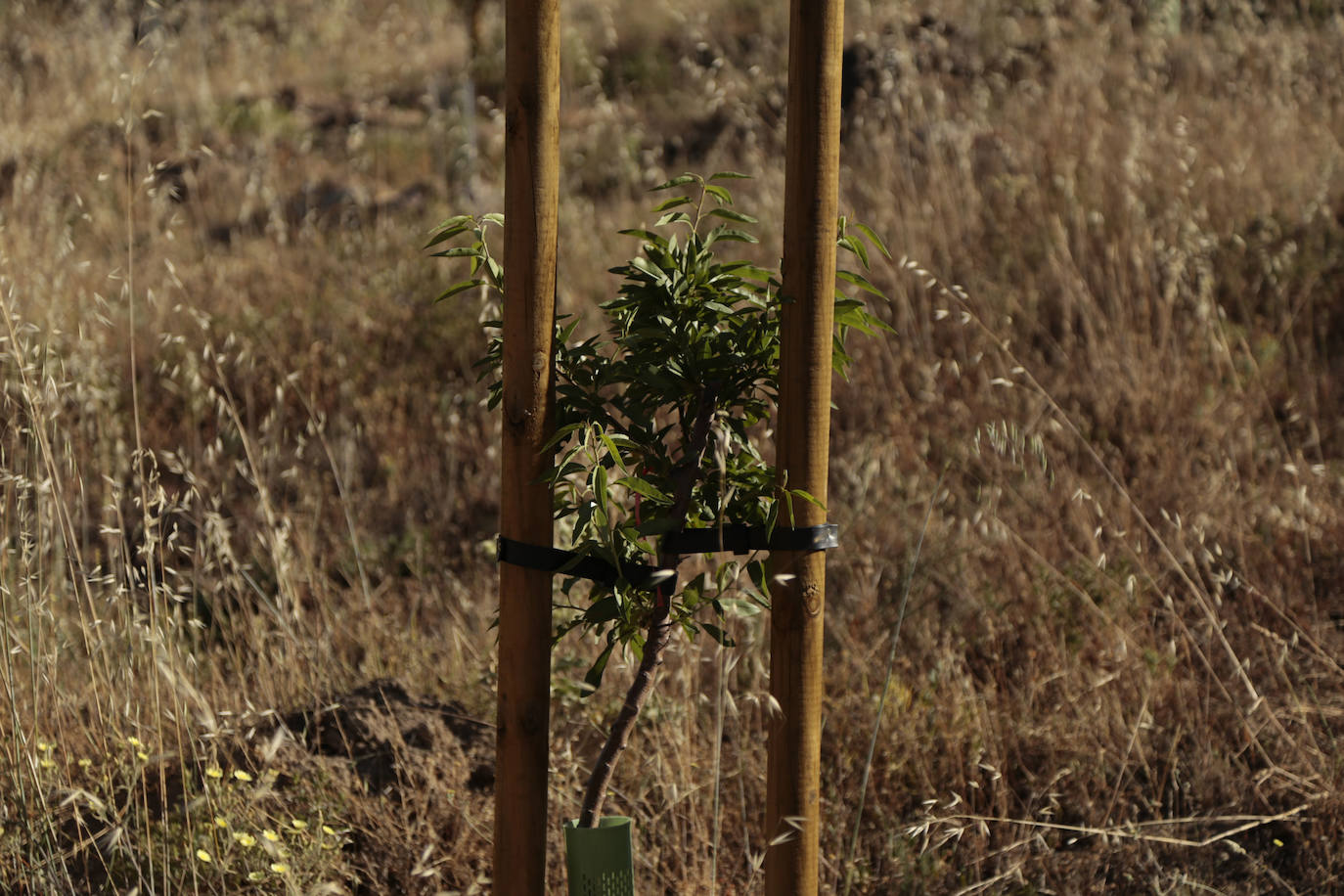Al rescate de los árboles de El Zurguén