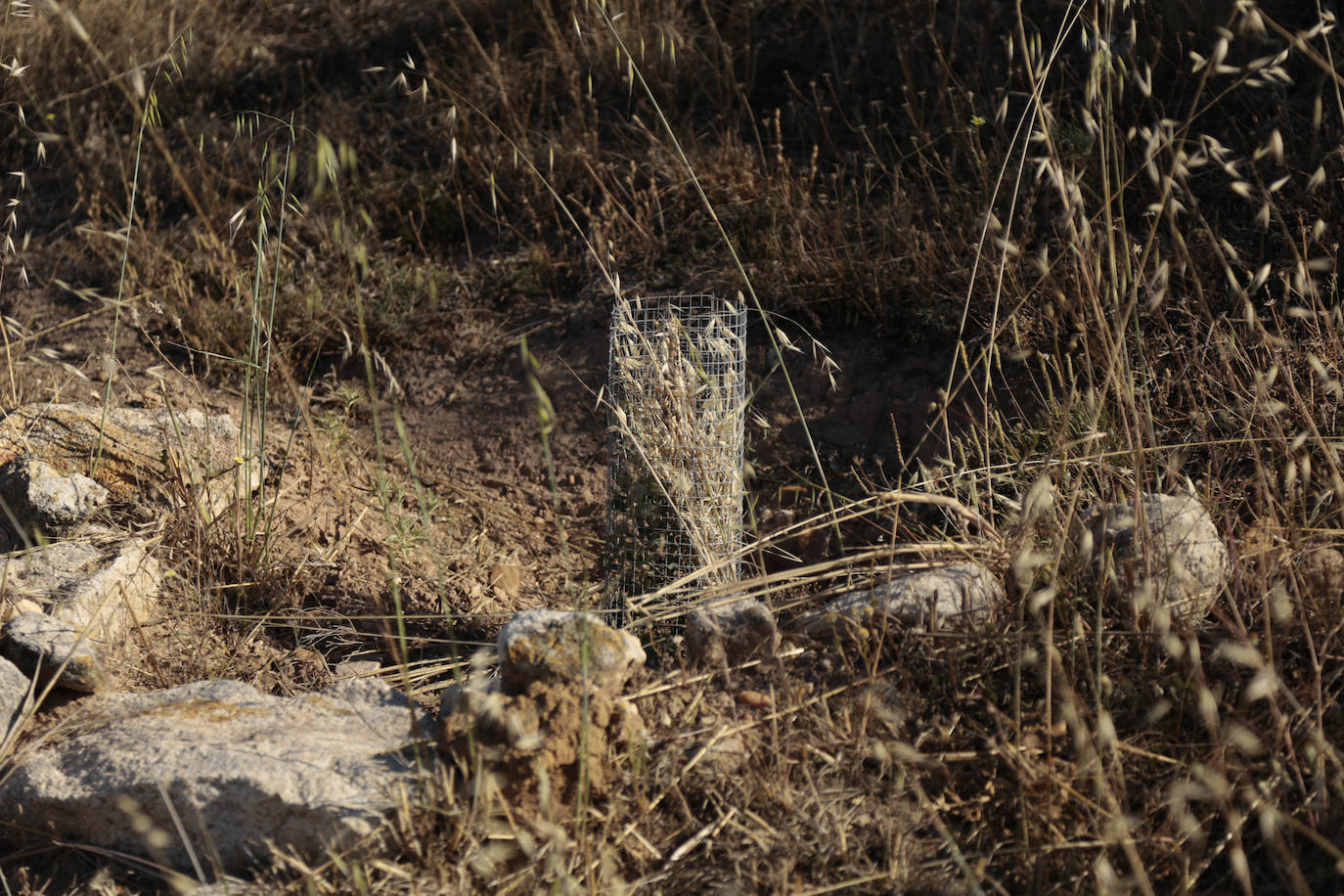 Al rescate de los árboles de El Zurguén
