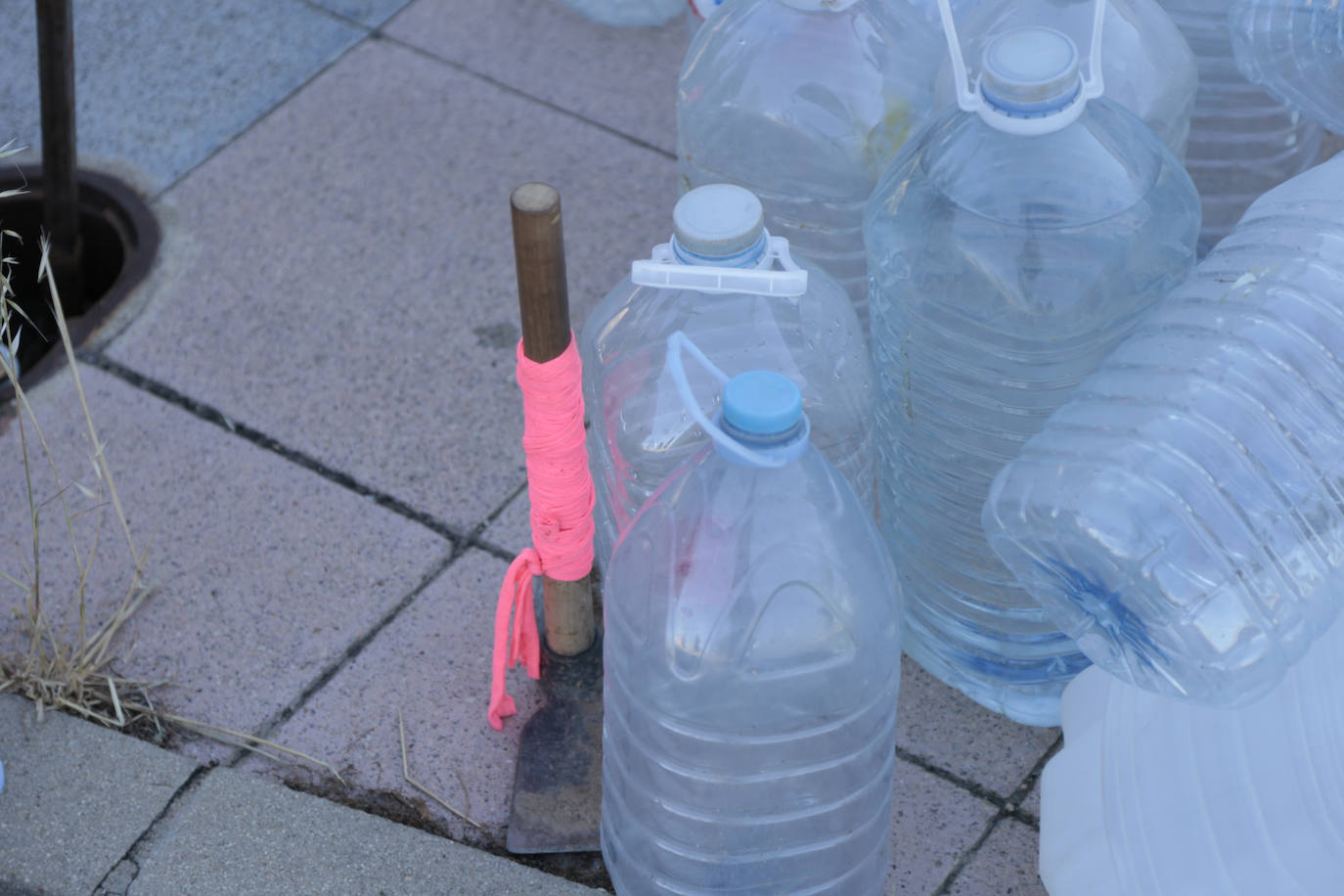 Al rescate de los árboles de El Zurguén