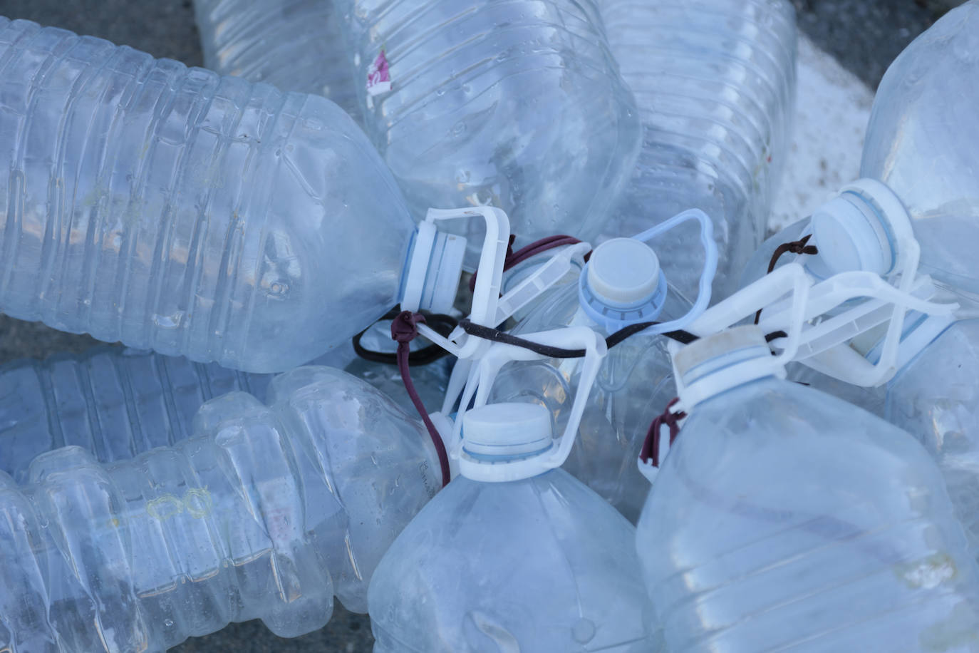 Al rescate de los árboles de El Zurguén