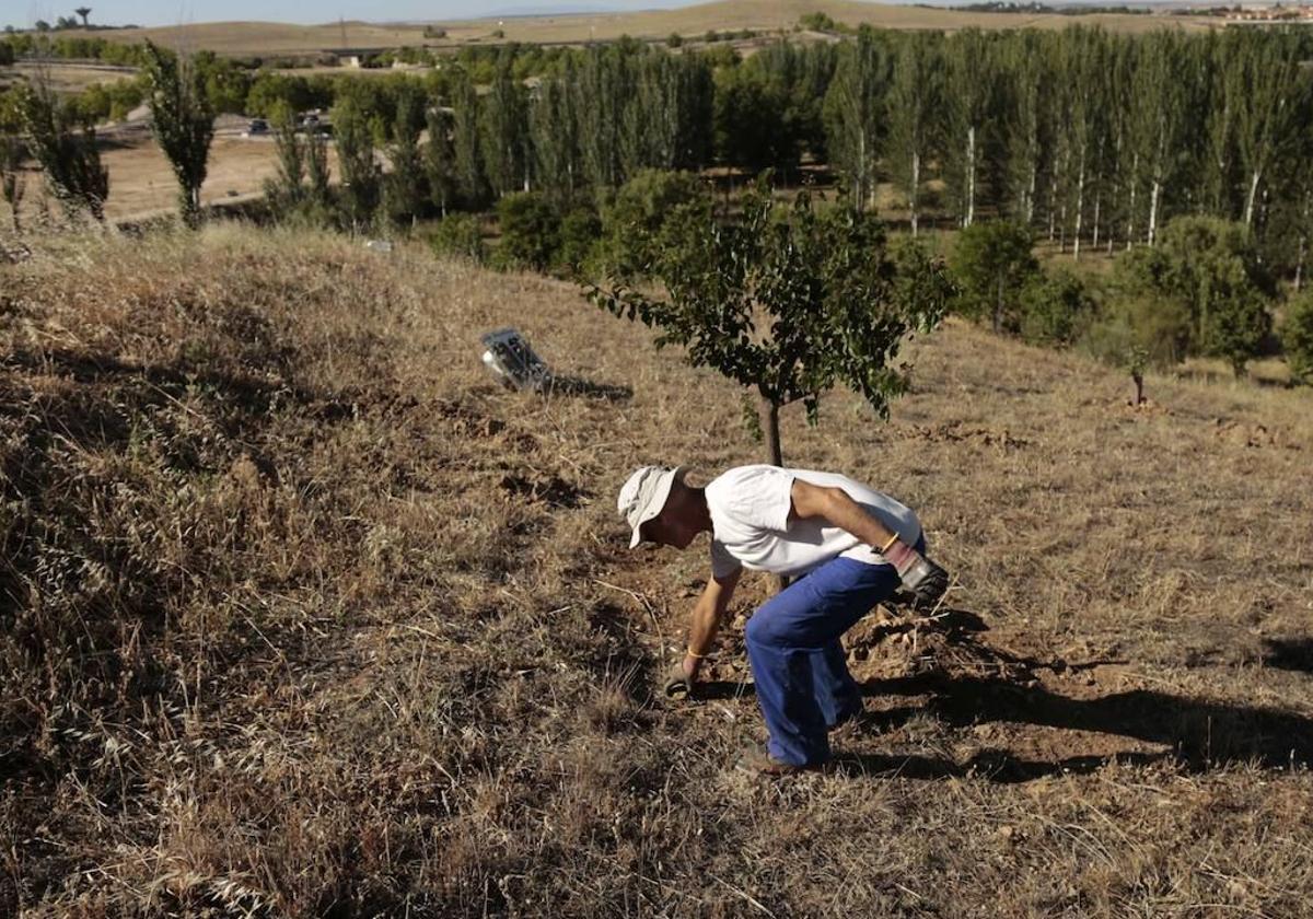 Riegos estivales que sueñan convertir en bosque los árboles plantados en El Zurguén