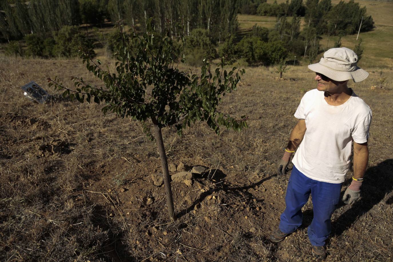 Al rescate de los árboles de El Zurguén