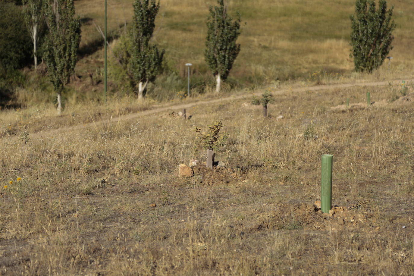 Al rescate de los árboles de El Zurguén