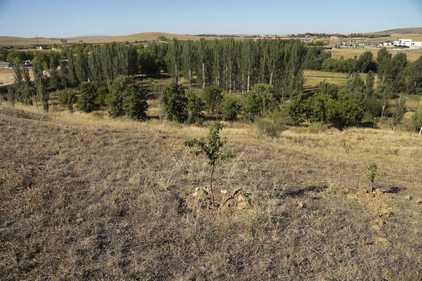Al rescate de los árboles de El Zurguén