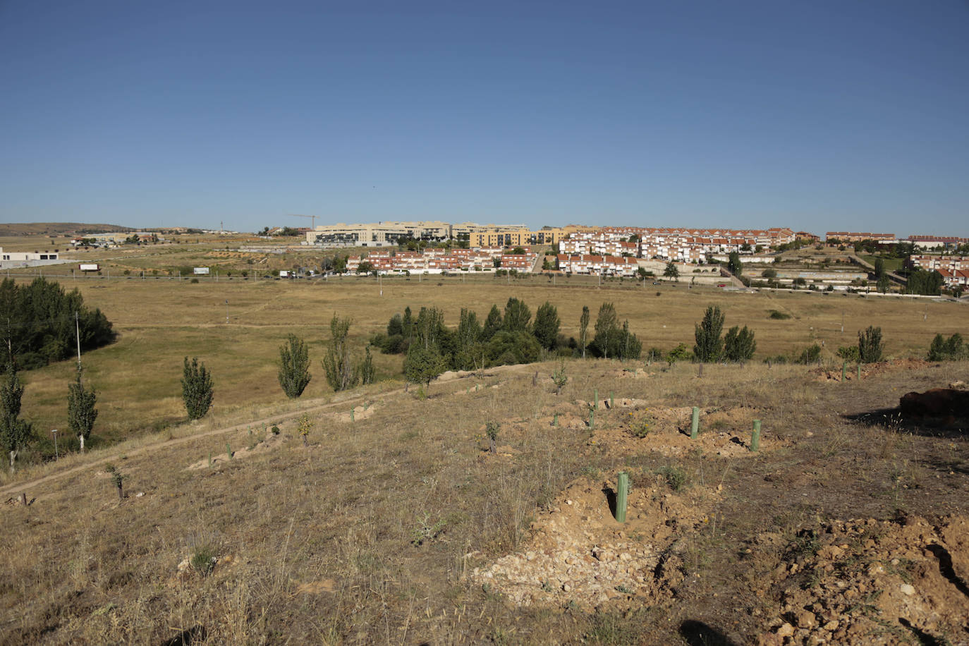 Al rescate de los árboles de El Zurguén