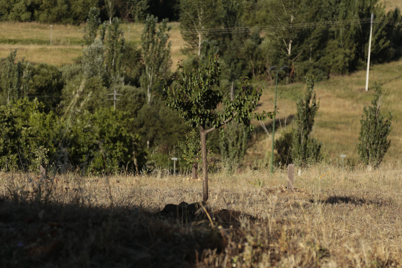 Al rescate de los árboles de El Zurguén