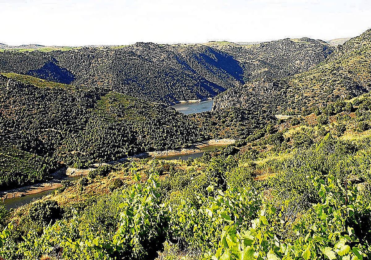 Viñedos de las Arribes del Duero.