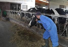 Un ganadero y sus reses en una explotación.