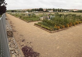 Varios hortelanos cuidan sus cultivos en los Huertos Urbanos de Salamanca.