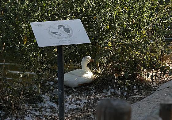La nada saludable costumbre de dar de comer a los patos