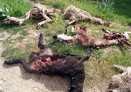 Coag Salamanca denuncia el «empeoramiento» del servicio de recogida del ganado muerto