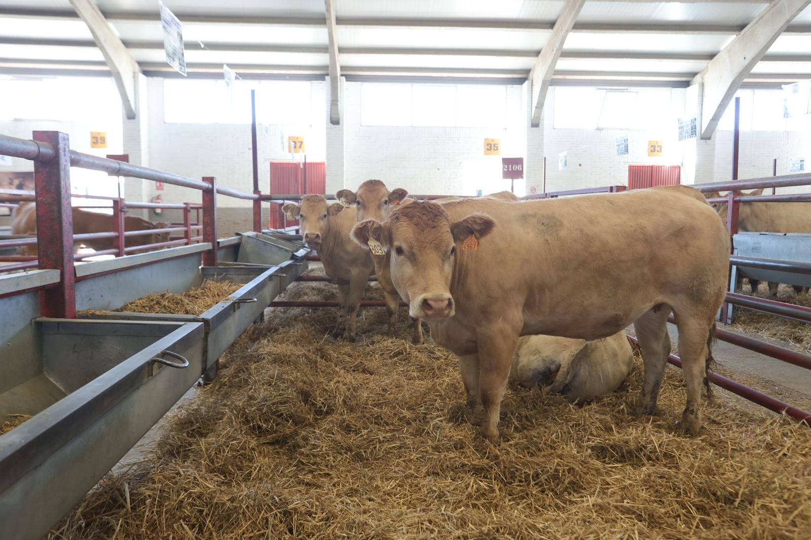 Inaugurada Salamaq, Feria del Sector Agropecuario y Exposición Internacional de Ganado Puro