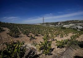 Media hectárea de viñedo.