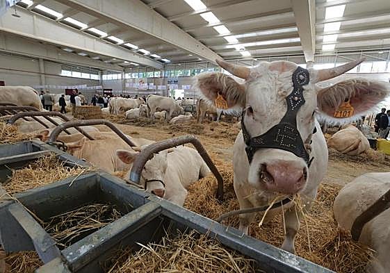 Ejempleares expuestos este año en Salamanq.