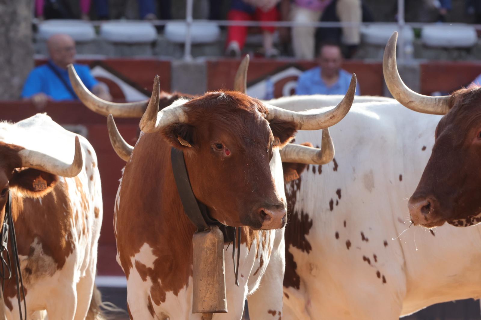 El desenjaule da el pistoletazo de salida a la feria taurina de Salamanca