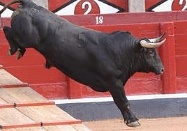 El desenjaule da el pistoletazo de salida a la feria taurina de Salamanca