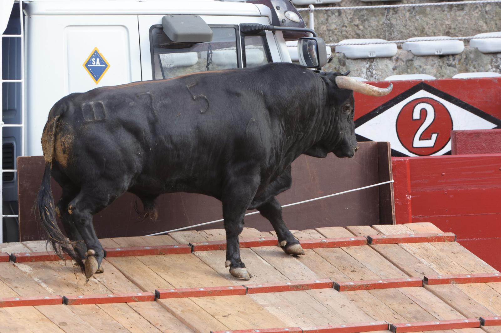 El desenjaule da el pistoletazo de salida a la feria taurina de Salamanca