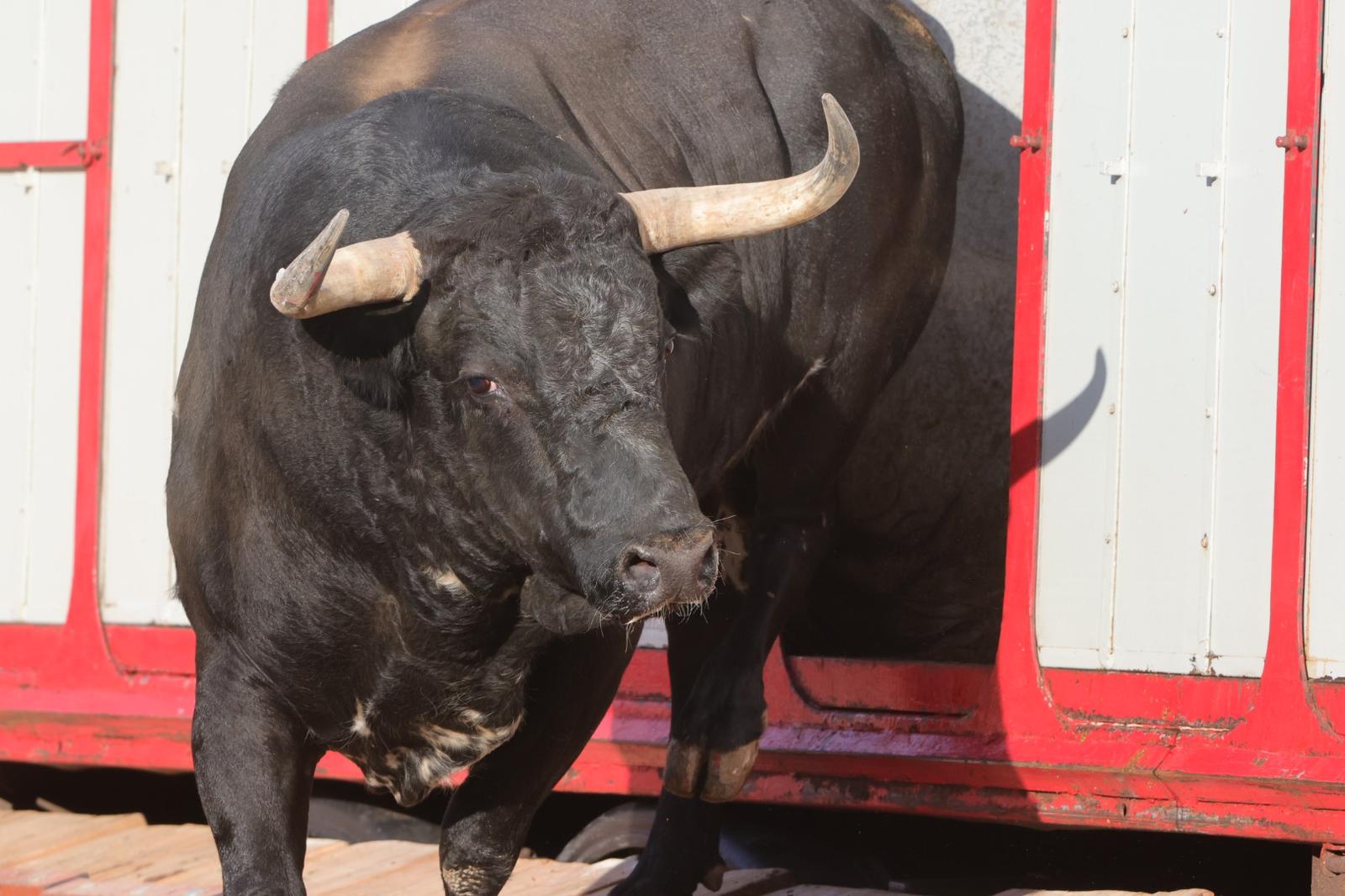 El desenjaule da el pistoletazo de salida a la feria taurina de Salamanca