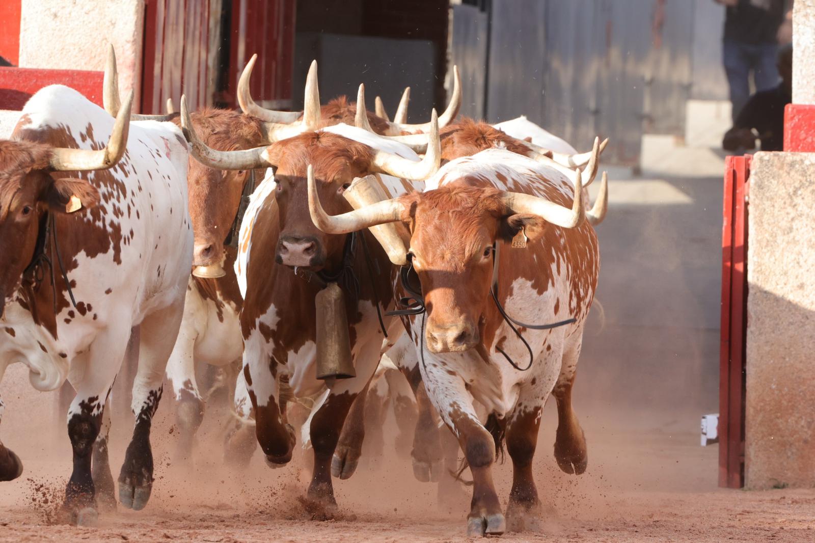 El desenjaule da el pistoletazo de salida a la feria taurina de Salamanca