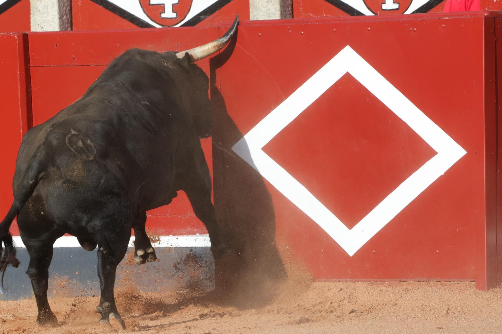 El desenjaule da el pistoletazo de salida a la feria taurina de Salamanca