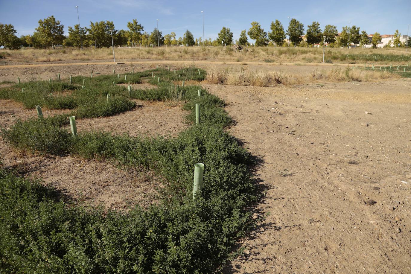 La reforestación de El Marín hace aguas