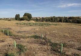 La reforestación de El Marín hace aguas