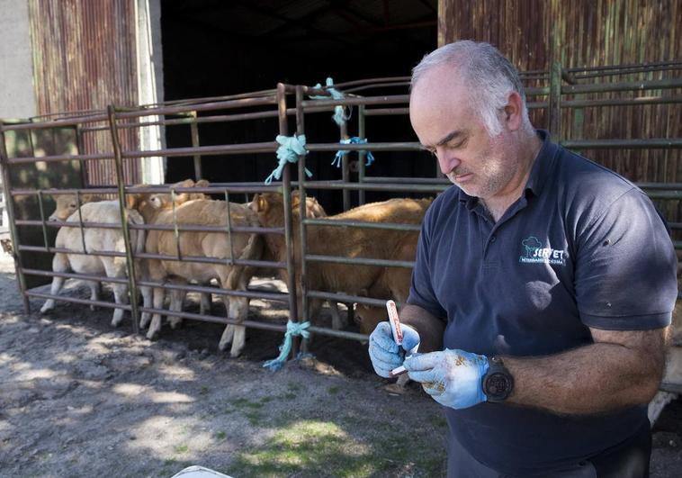 La figura del veterinario clínico en el campo, clave en la lucha contra la EHE
