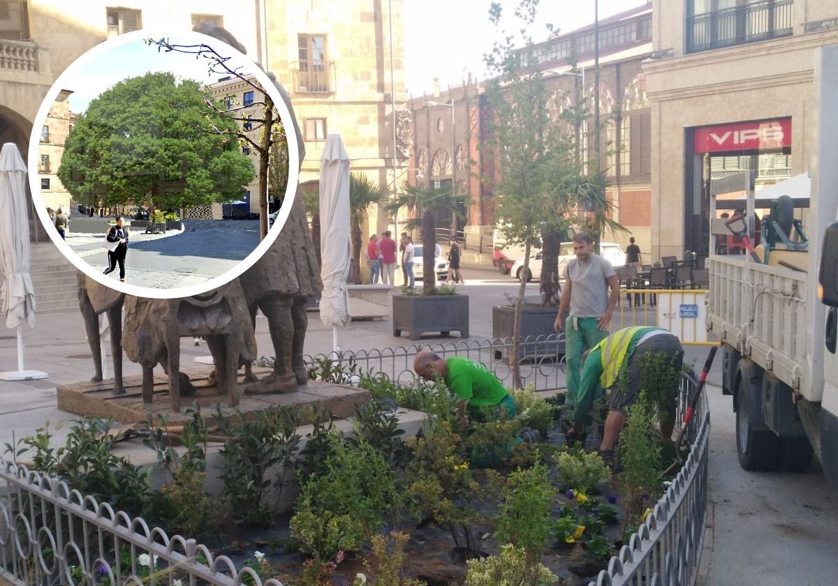 El ejemplar recién plantado y la simulación del aspecto que iba a tener.