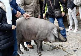 Revuelo con el marrano de San Antón tras la muerte de un cerdo en La Alberca
