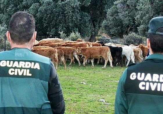 Investigados ganaderos de Salamanca en una trama de cobro fraudulento de la PAC