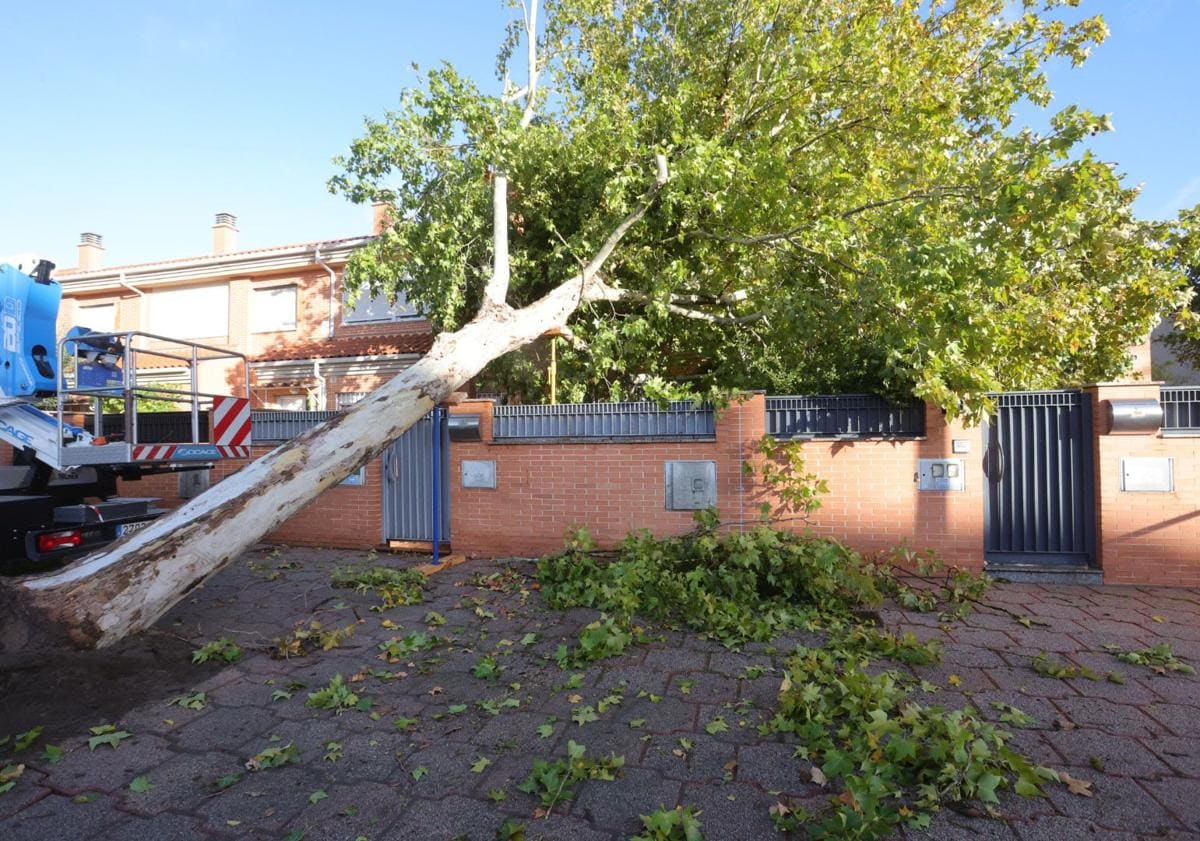 Imagen principal - Una casa y un coche, aplastados en Salamanca por la caída de árboles